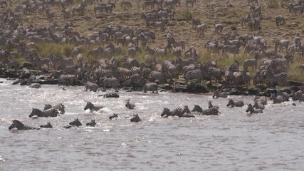 A huge group of zebras crossing the mara river during the migration season.