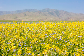 Fototapeta premium Landscape with yellow cole flowers in Xinjiang, China