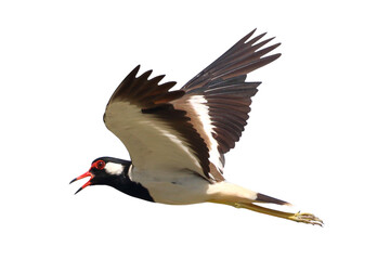 Red-wattled Lapwing flying isolated on transparent background png file