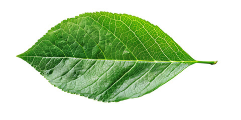 Fototapeta premium Green leaf isolated on transparent or white background 