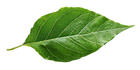 Fototapeta premium Green leaf isolated on transparent or white background 