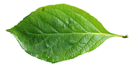 Obraz premium Green leaf isolated on transparent or white background 