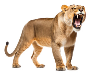 Obraz premium PNG Animal wildlife roaring mammal.
