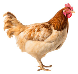 PNG Chicken poultry animal bird.