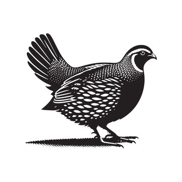black and white quail standing clip art preview
