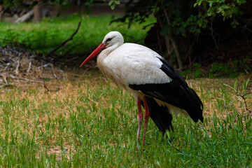 white stork ciconia