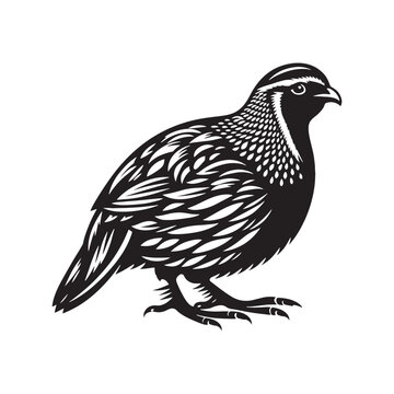 recommend clip art: Quail bird silhouette artwork - minimallest quail vector
                    