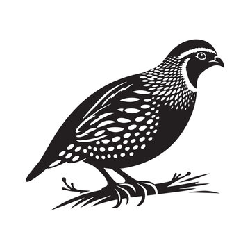 recommend clip art: Elegant quail silhouette graphic - quail illustration - quail black vector