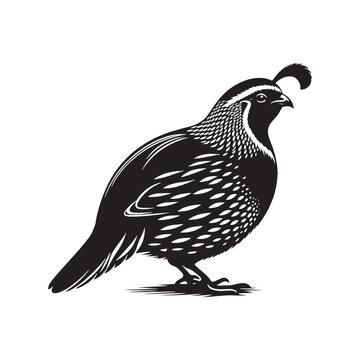 recommend clip art: Quail black silhouette - minimallest quail vector
                    