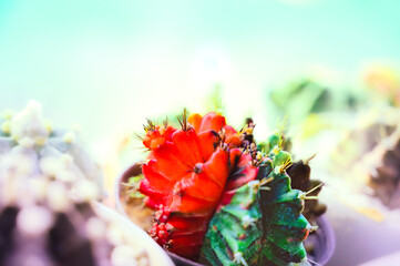 Beautiful colors of Gymnocalycium cactus