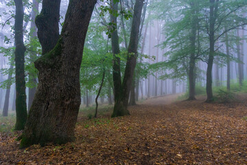 Fototapeta premium Autumn forest of deciduous and coniferous trees is covered with fog. Autumn orange leaves
