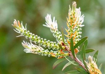 Green branches of a coniferous tree in nature