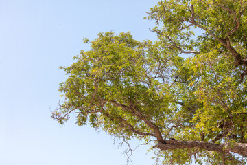 Green leaves on a tree in nature