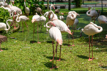 Pink flamingo birds in the park