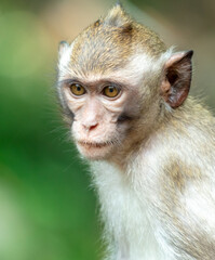 Obraz premium Monkey outdoors in a tropical park
