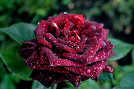 dark rose "black baccara"