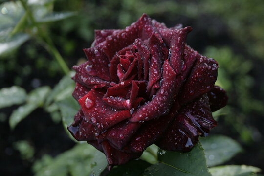 dark rose "black baccara"
