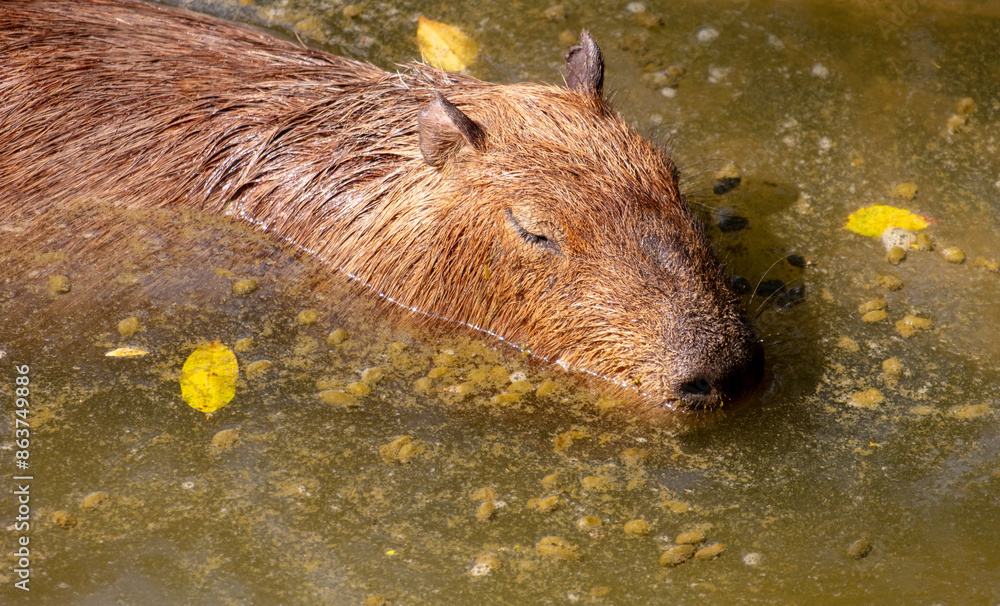 Wall mural capybaras swim in the water in nature