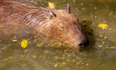 Capybaras swim in the water in nature