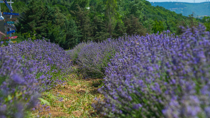 Obraz premium lavender field in a hot summer day