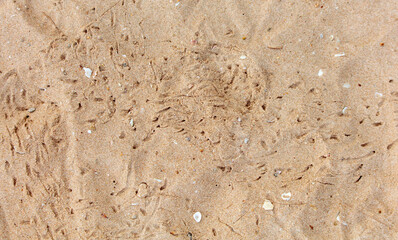 Crab tracks on the sand as a background