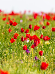 Field with red tulips in the steppe in spring as a background