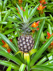 Pineapple fruit in the park