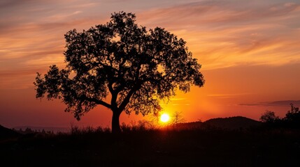 a beautiful silhouette of a tree against a stunning sunset backdrop,