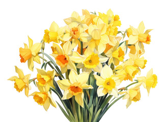 PNG Daffodil flower plant inflorescence.