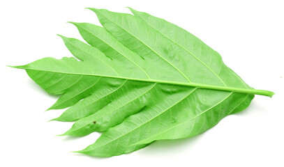 Fototapeta premium Ivy leaf, isolated on white - stock photo 