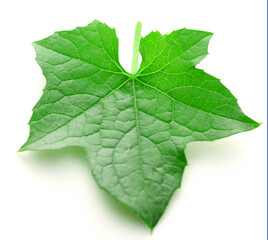 Green leaves isolated on white background - stock photo
