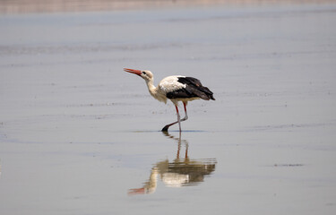 stork, bird, white, animal, nature, wildlife, beak, feather, ciconia, black, water, wild, grass, red, birds, green, bill, fauna, standing, feathers, nest, beautiful, white stork, ibis, zoo