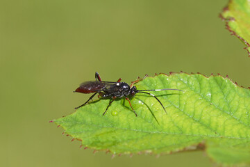 Female Hoplismenus bidentatus or the very similar Hoplismenus bispinatorius. Family ichneumon wasps, Ichneumonidae. On thornless blackberry leaf. Summer, June