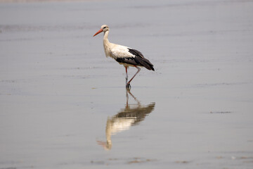 stork, bird, white, animal, nature, wildlife, beak, feather, ciconia, black, water, wild, grass, red, birds, green, bill, fauna, standing, feathers, nest, beautiful, white stork, ibis, zoo