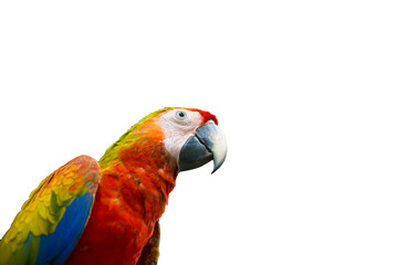 PNG Image of animal eye look isolated on transparent background.