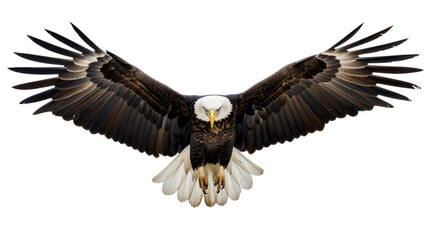 Fototapeta premium Eagle flying , eagle with spread wings on transparent background 