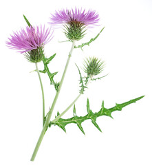 Purple milk thistle flower isolated on white background.