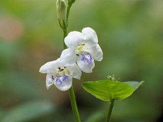 Asystasia gangetica flower with blur background