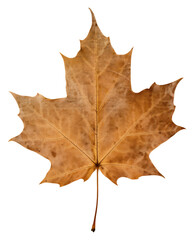 Obraz premium PNG Real Pressed an unique summer leaf maple plant paper.