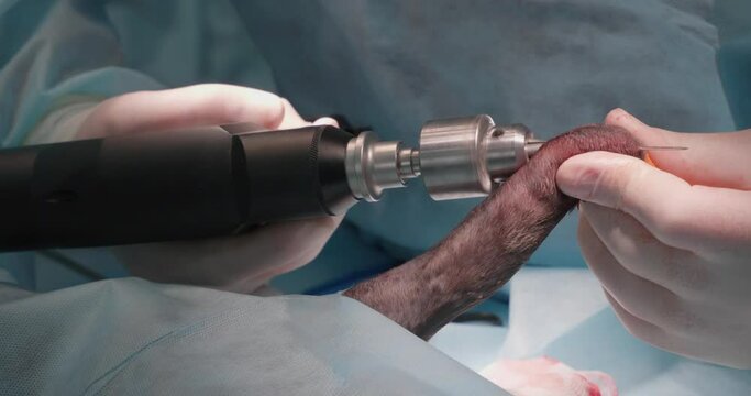 Fixing a fracture in an animal in veterinary surgery close-up. An animal under anesthesia sleeps while a team of surgeons performs an operation to restore a broken bone in a limb.