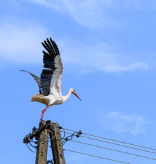Bocian biały rozpościera skrzydła, gotowy do odlotu © Paweł Kacperek