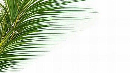 Obraz premium palm tree leaves On a white background