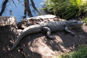 Alligators have a long, rounded snout that has upward facing nostrils at the end.
