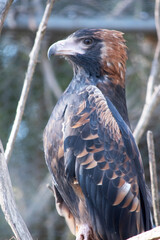 The black breasted buzzard is quite large with broad, rounded wings, and a short neck and tail.