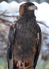 The black breasted buzzard is quite large with broad, rounded wings, and a short neck and tail.