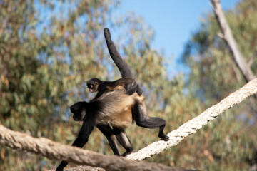 The black-handed spider monkey has lack or brown fur with hook-like hands and a prehensile tail.