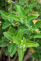 Ashwagandha green plant or withania somnifera plant grow in garden. ayurvedic medicine plant