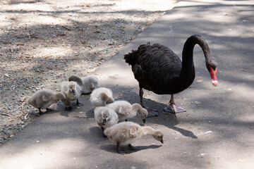the cygnets are eating pellets left by the tourists while the swan watches over them