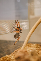 Pająk wspinające się po szybie