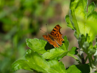 Close-Up of a Butterfly Landed on a Green Leaf